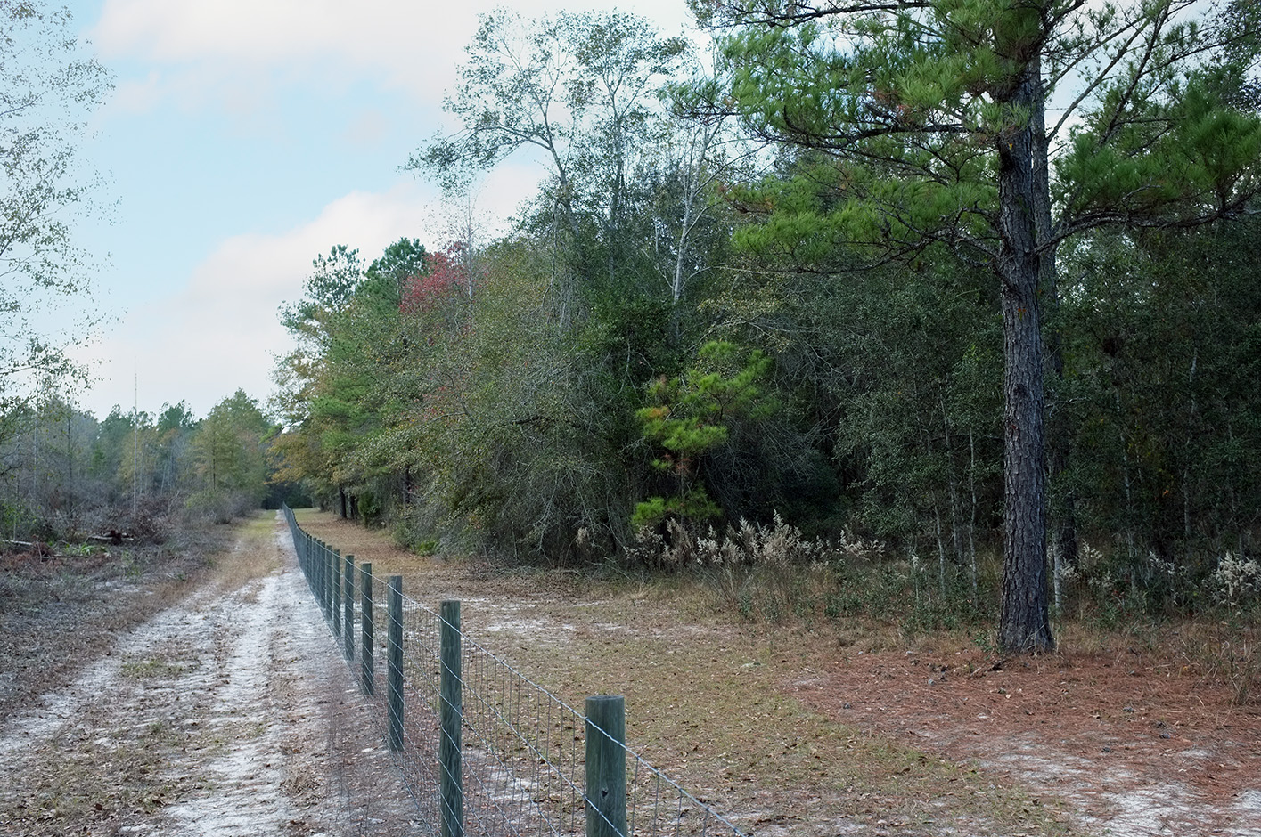 Wooded path at Shoals Park