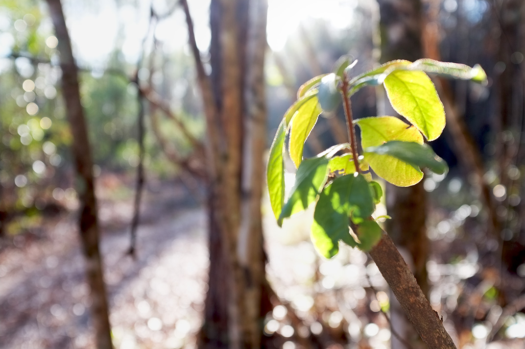Visitors walking through Shoals Park